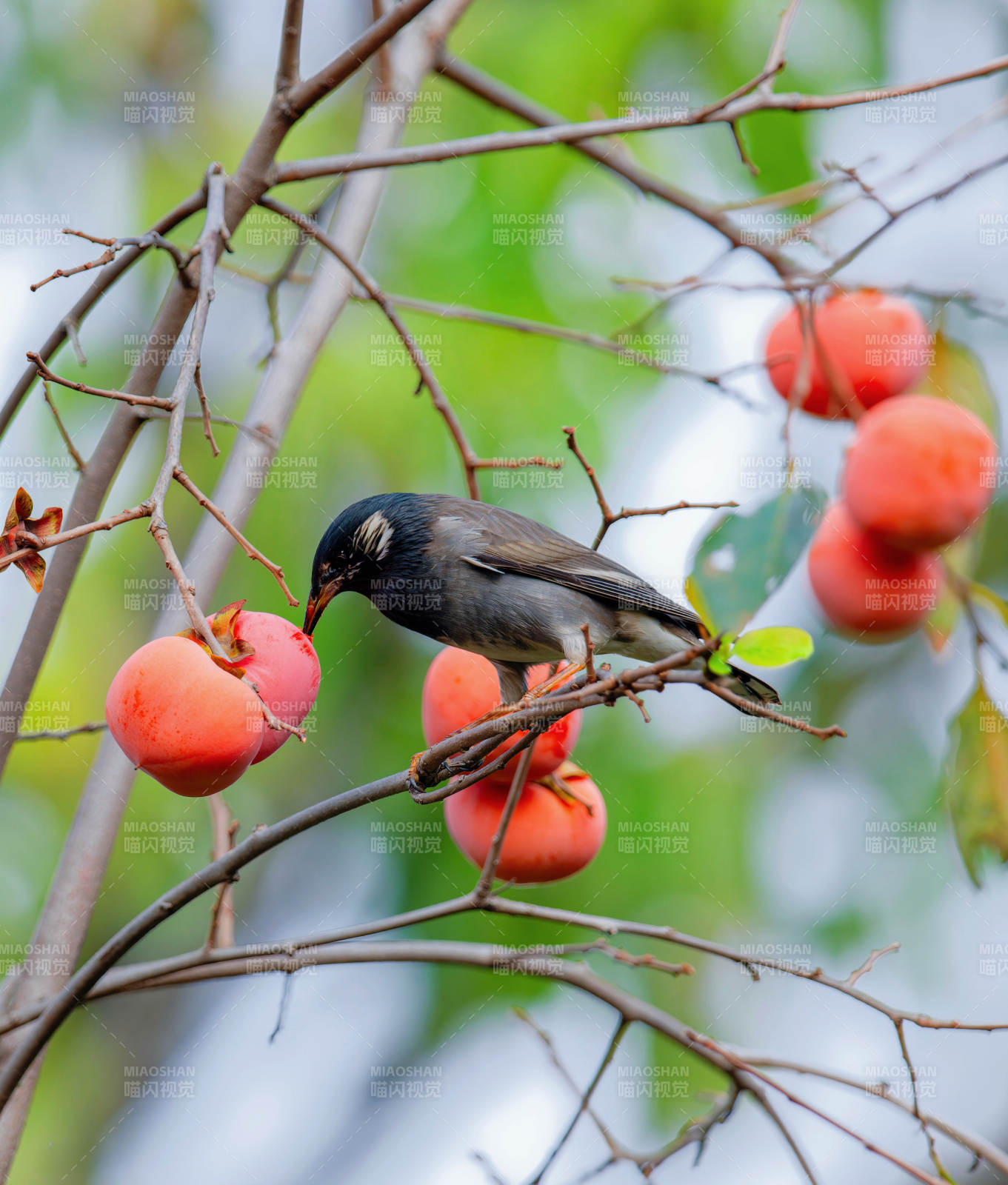 鸟啄柿子枝头图片