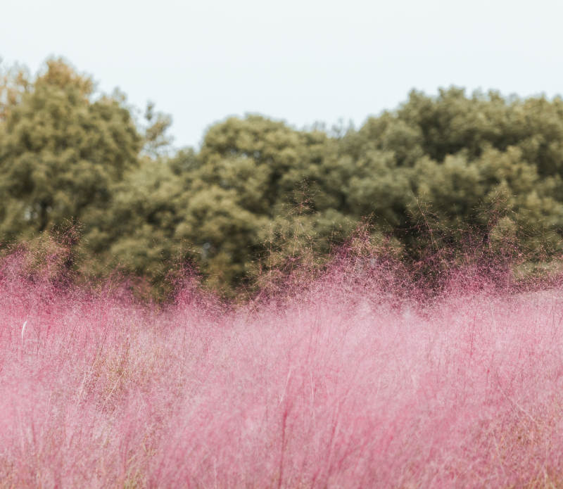 粉红花海--粉黛乱子草图片