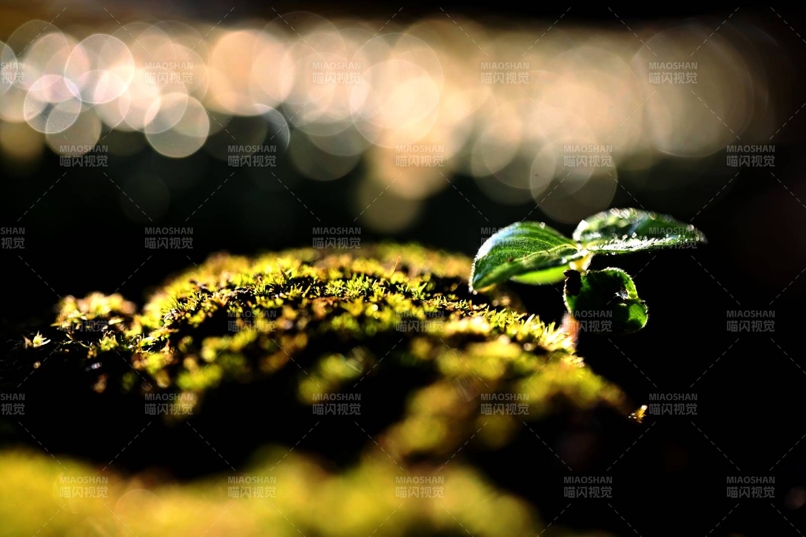萌芽破土 生机盎然图片