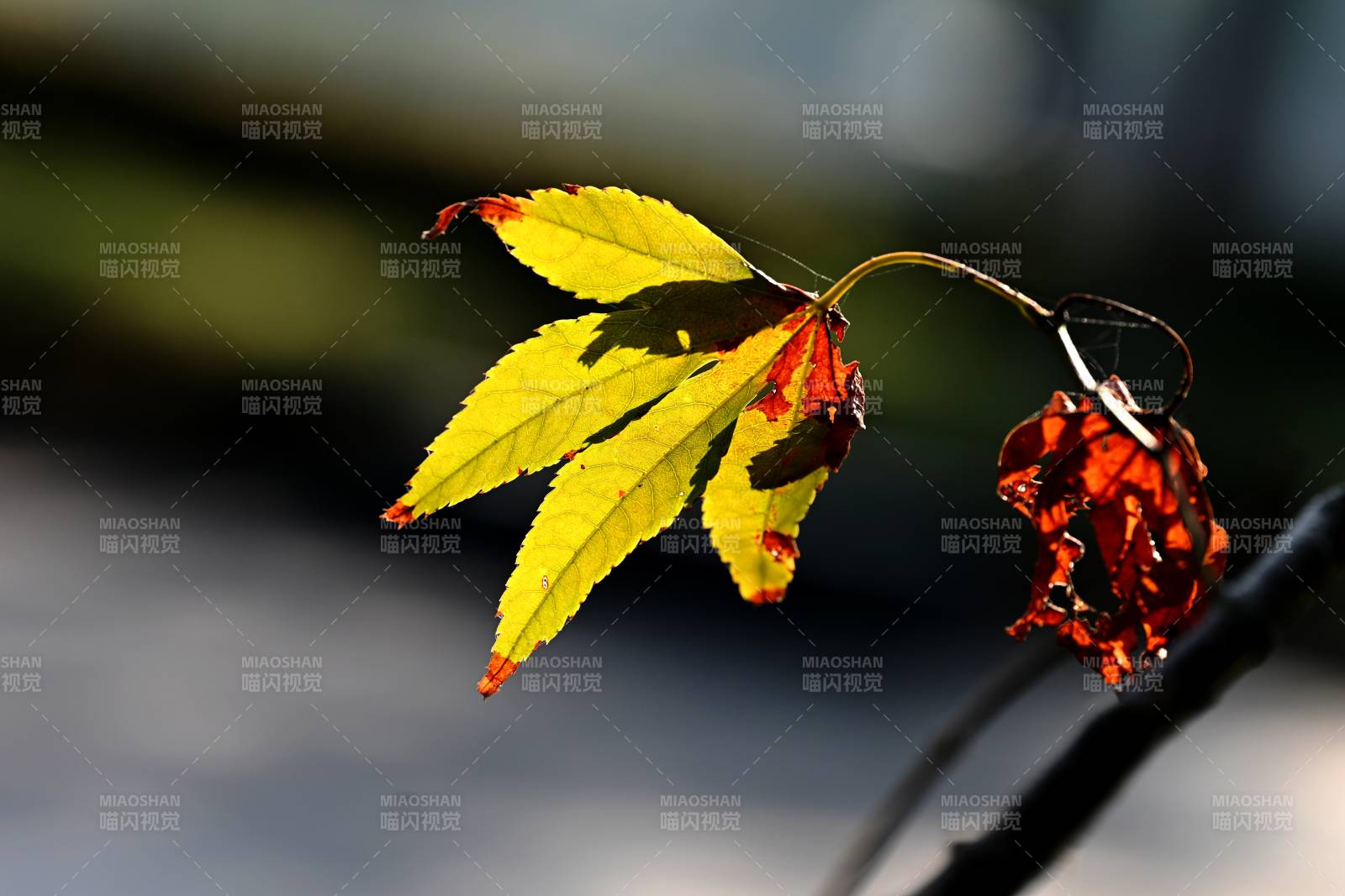 秋叶与枯花图片