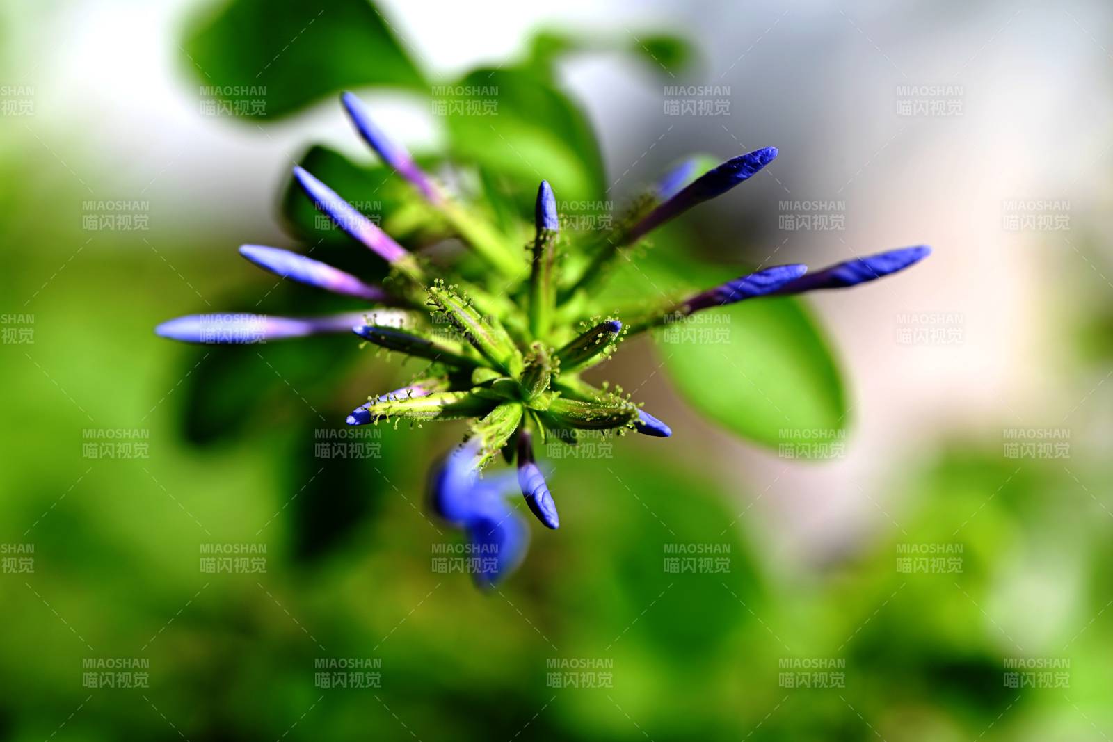 蓝花绽放绿叶间图片