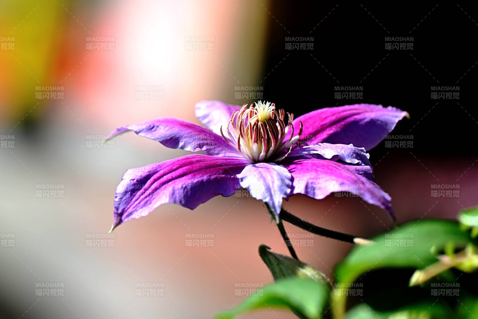 铁线莲绽放图片