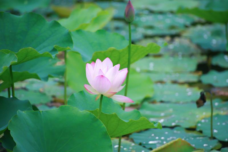 荷花绽放池中图片