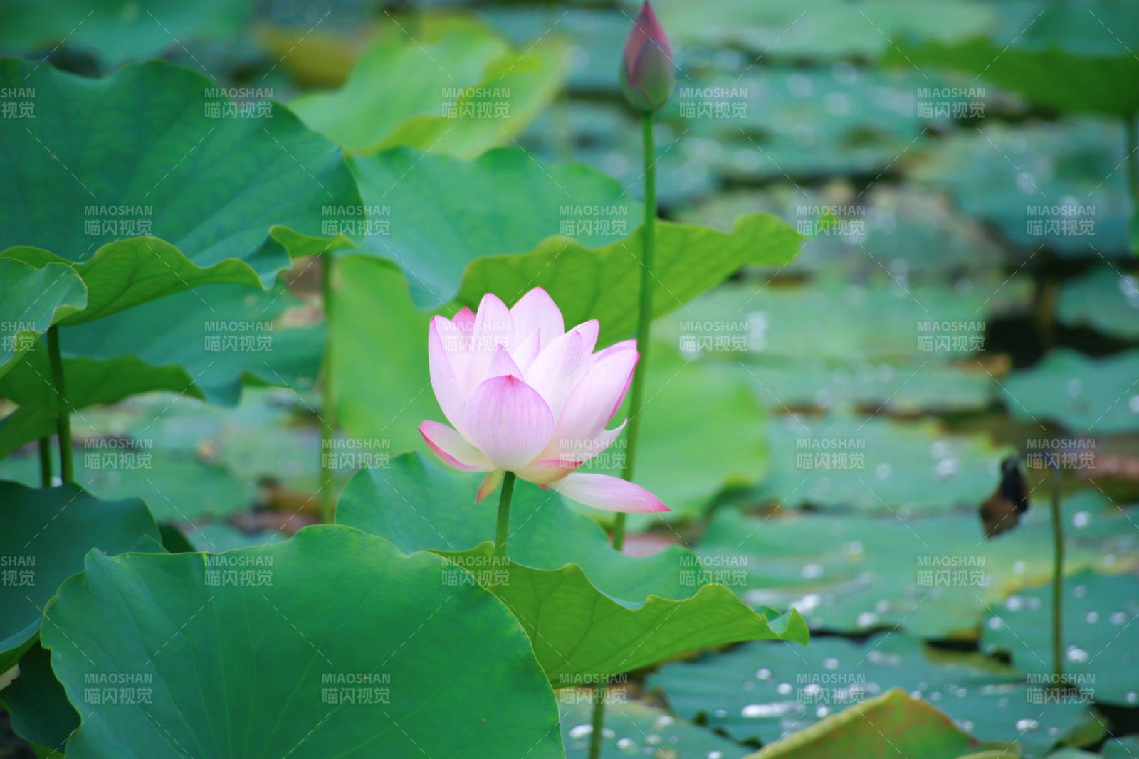荷花绽放池中图片