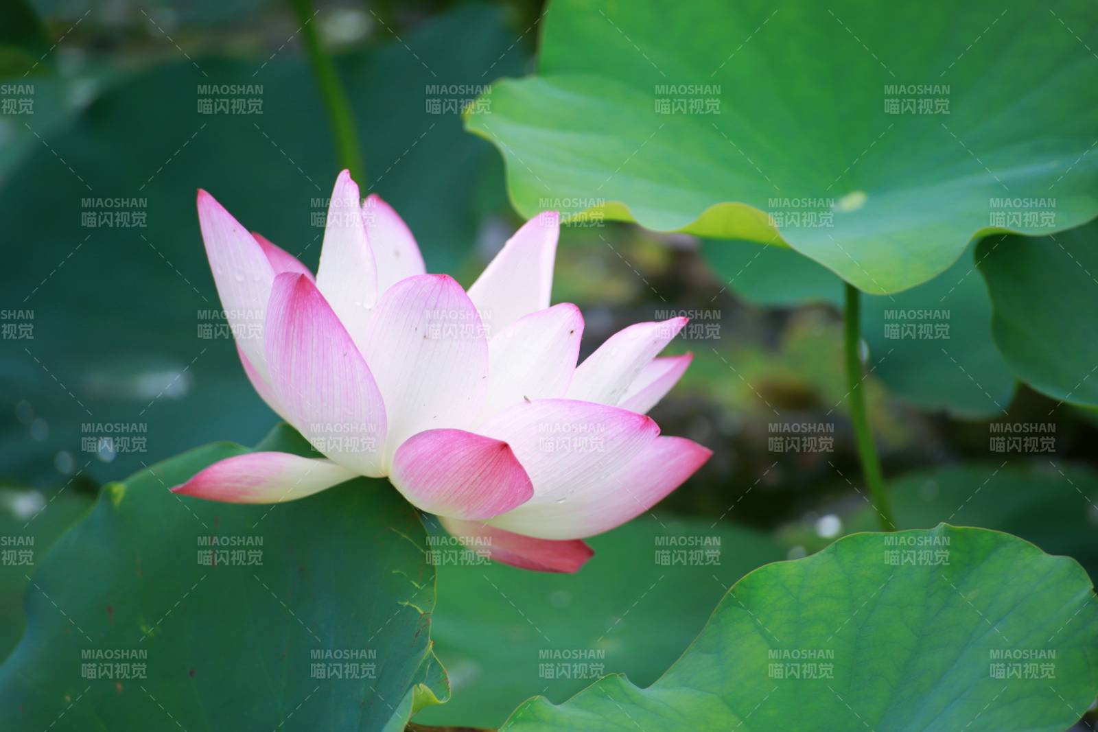 粉白莲花绽放图片