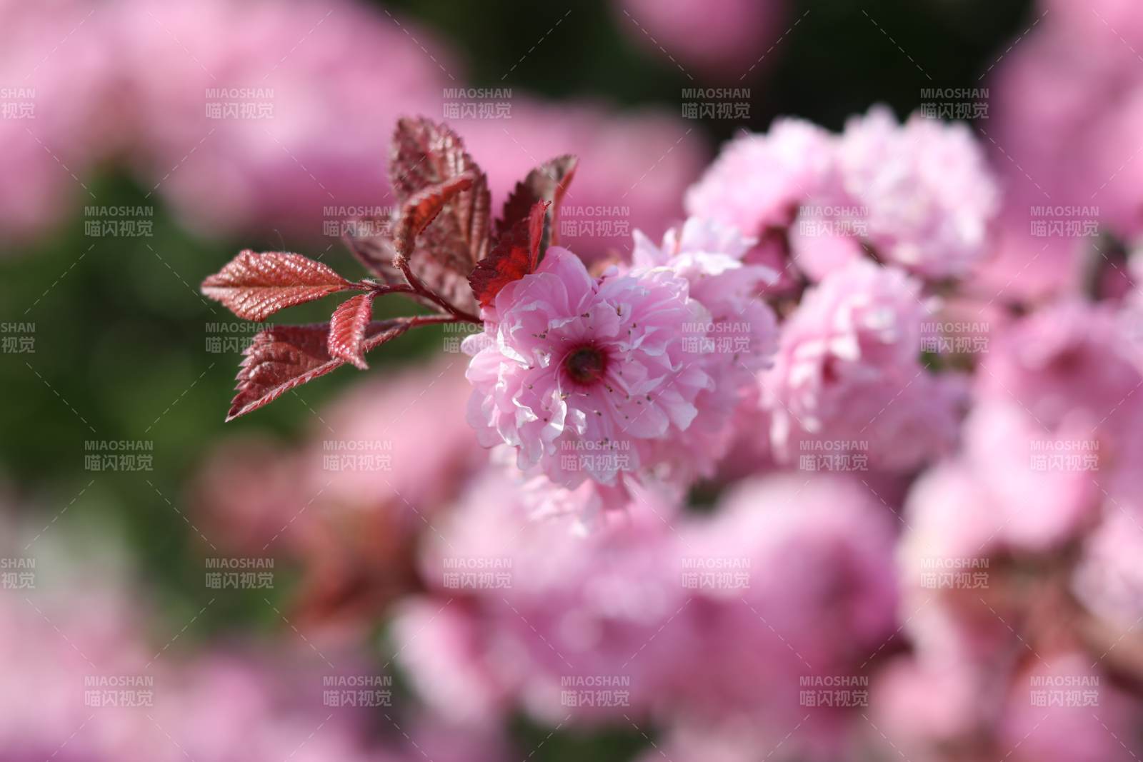 樱花绽放春意浓图片