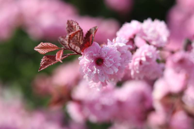 樱花绽放春意浓图片