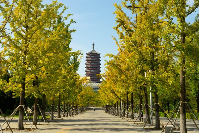 秋色中的园博园古塔图片