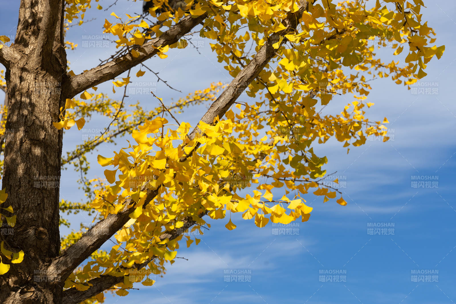 秋叶金黄映蓝天图片