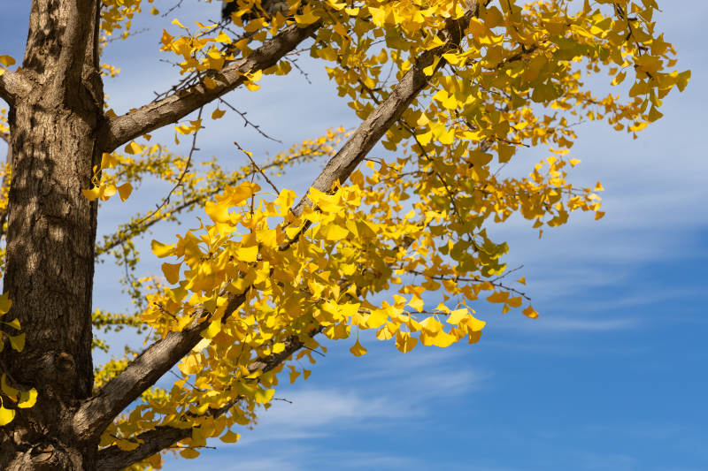 秋叶金黄映蓝天图片