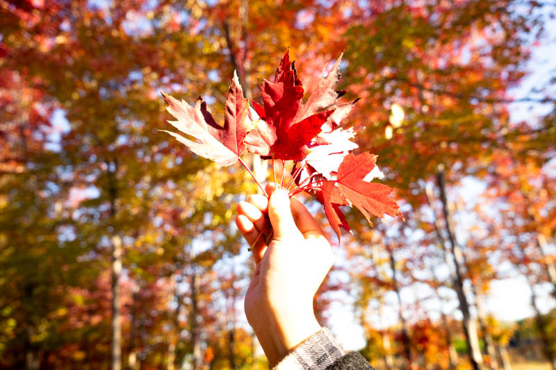 秋叶映手心图片