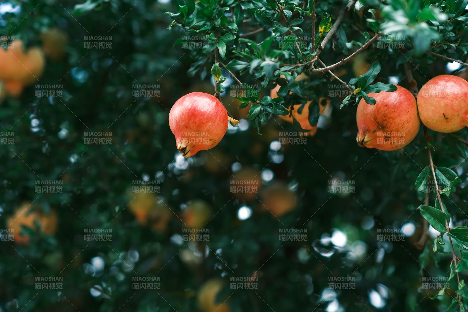 石榴挂枝头图片