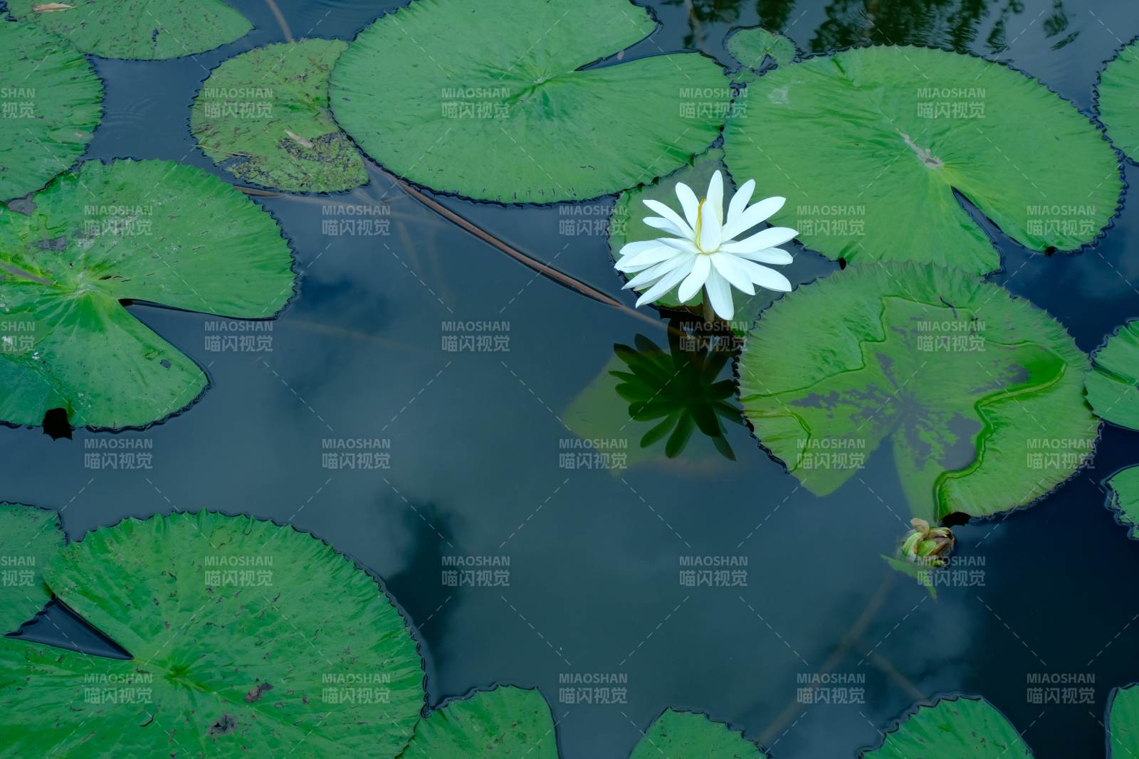 池塘睡莲静谧绽放图片