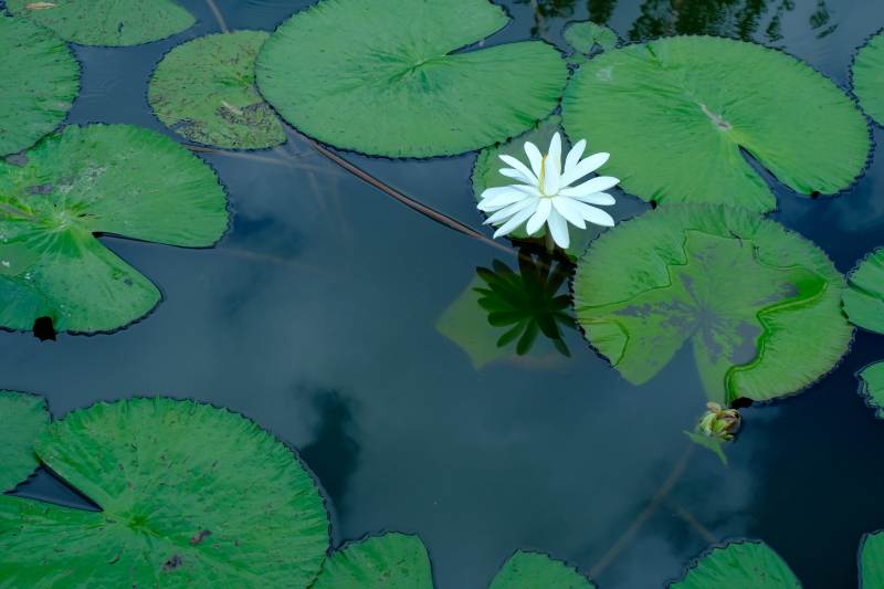 池塘睡莲静谧绽放图片