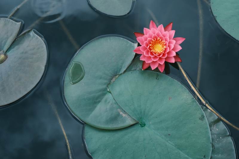 荷花映水 静谧之美图片