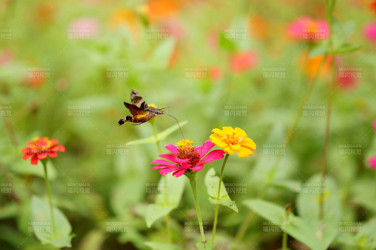 蜂鸟鹰蛾采蜜抓拍图片