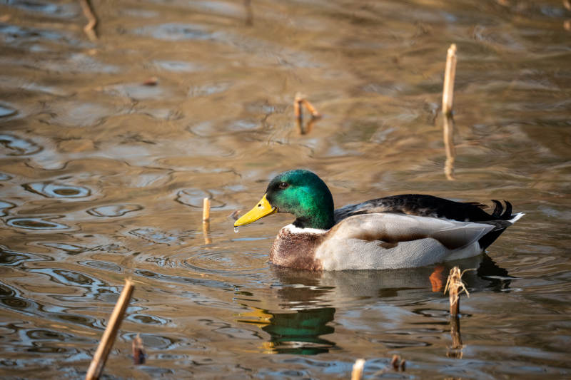 绿头鸭游水图片
