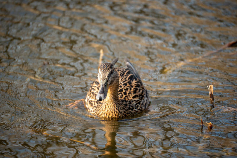 鸭子水中游图片