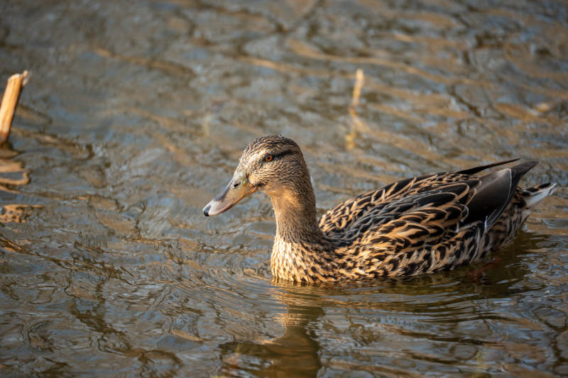 鸭子水中游图片