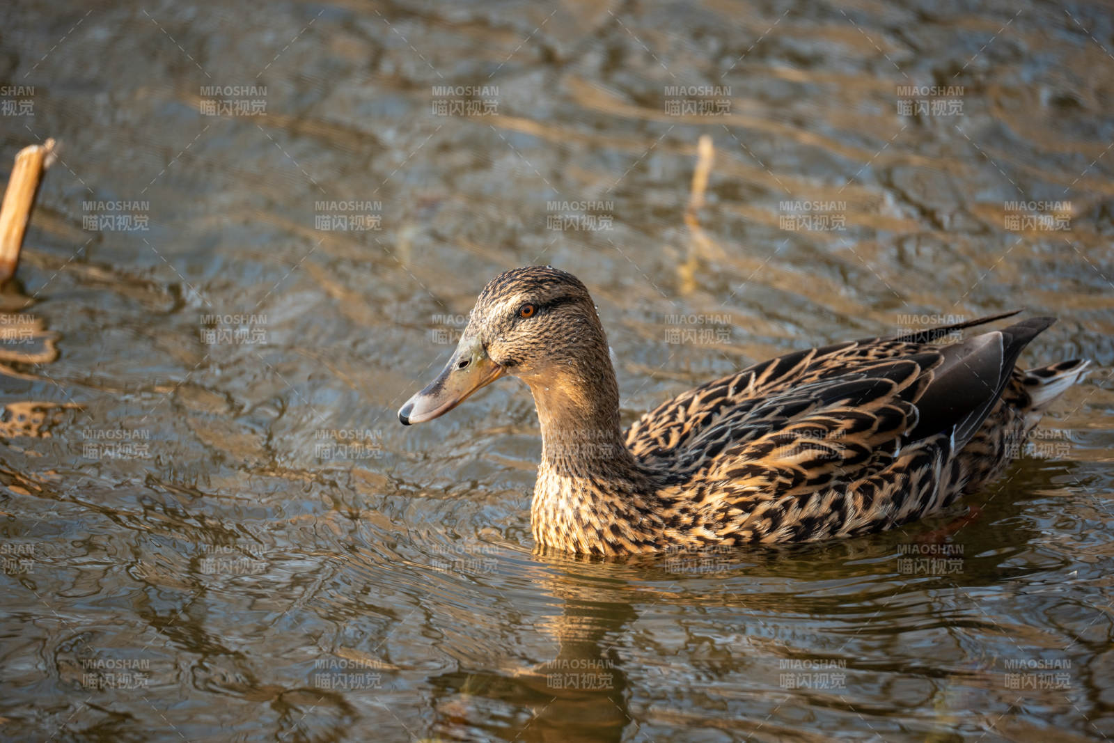 鸭子水中游图片