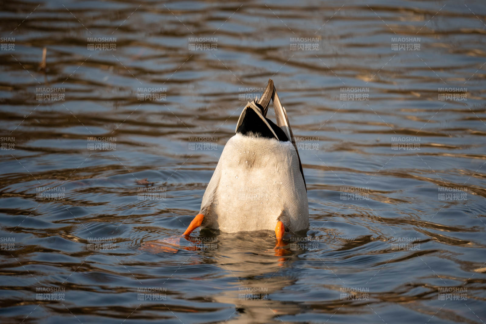 鸭子水中觅食图片