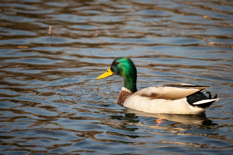 绿头鸭游水图片