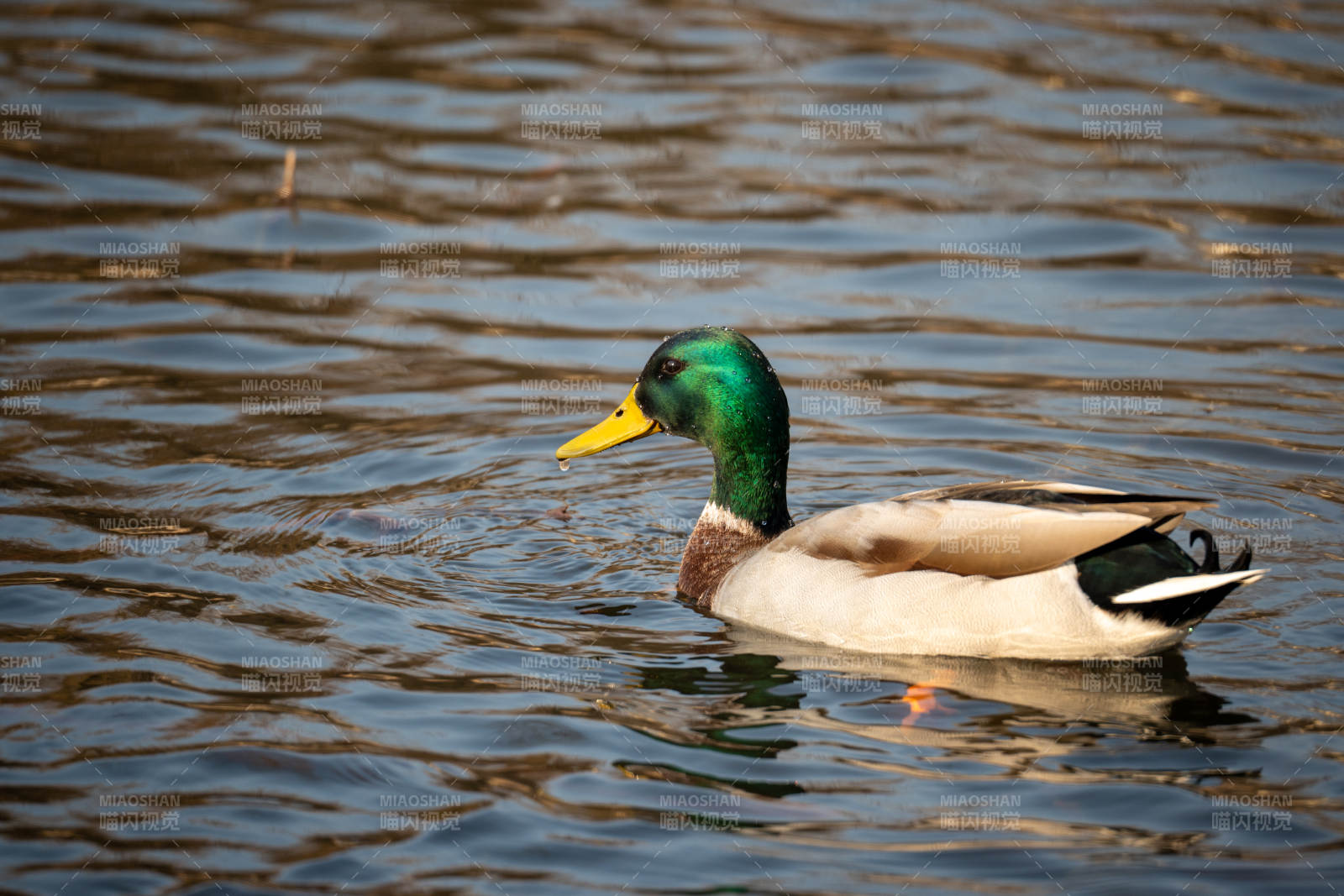 绿头鸭游水图片