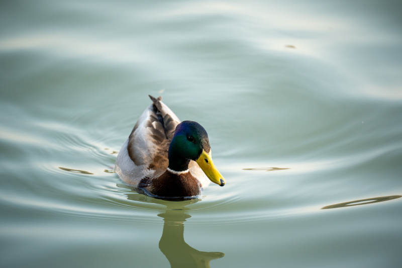 绿头鸭游水图片