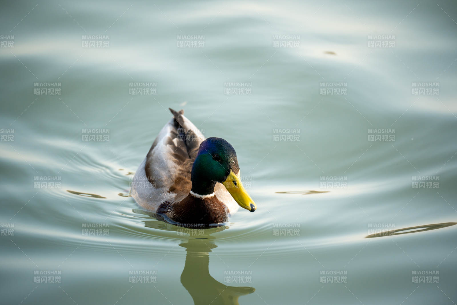 绿头鸭游水图片