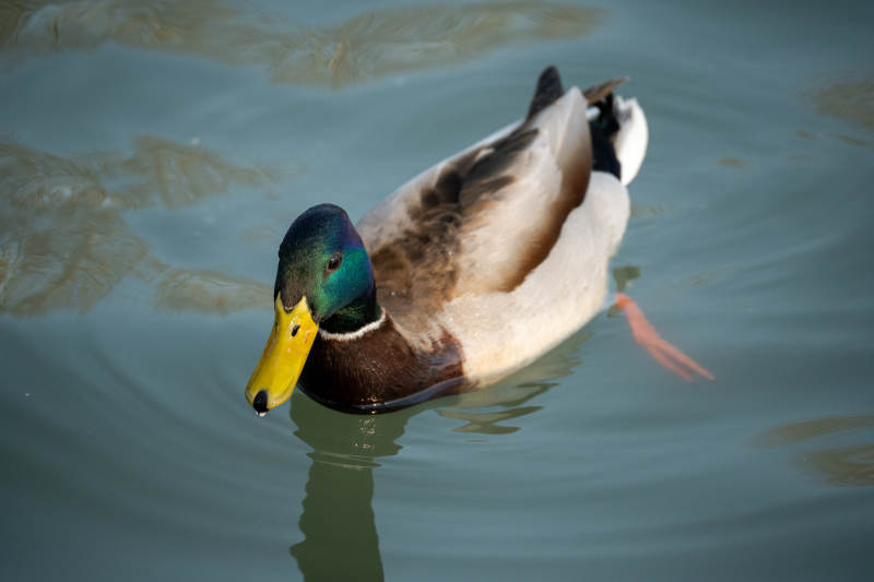 绿头鸭悠游水面图片