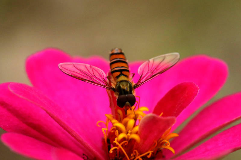 食蚜蝇采蜜特写图片