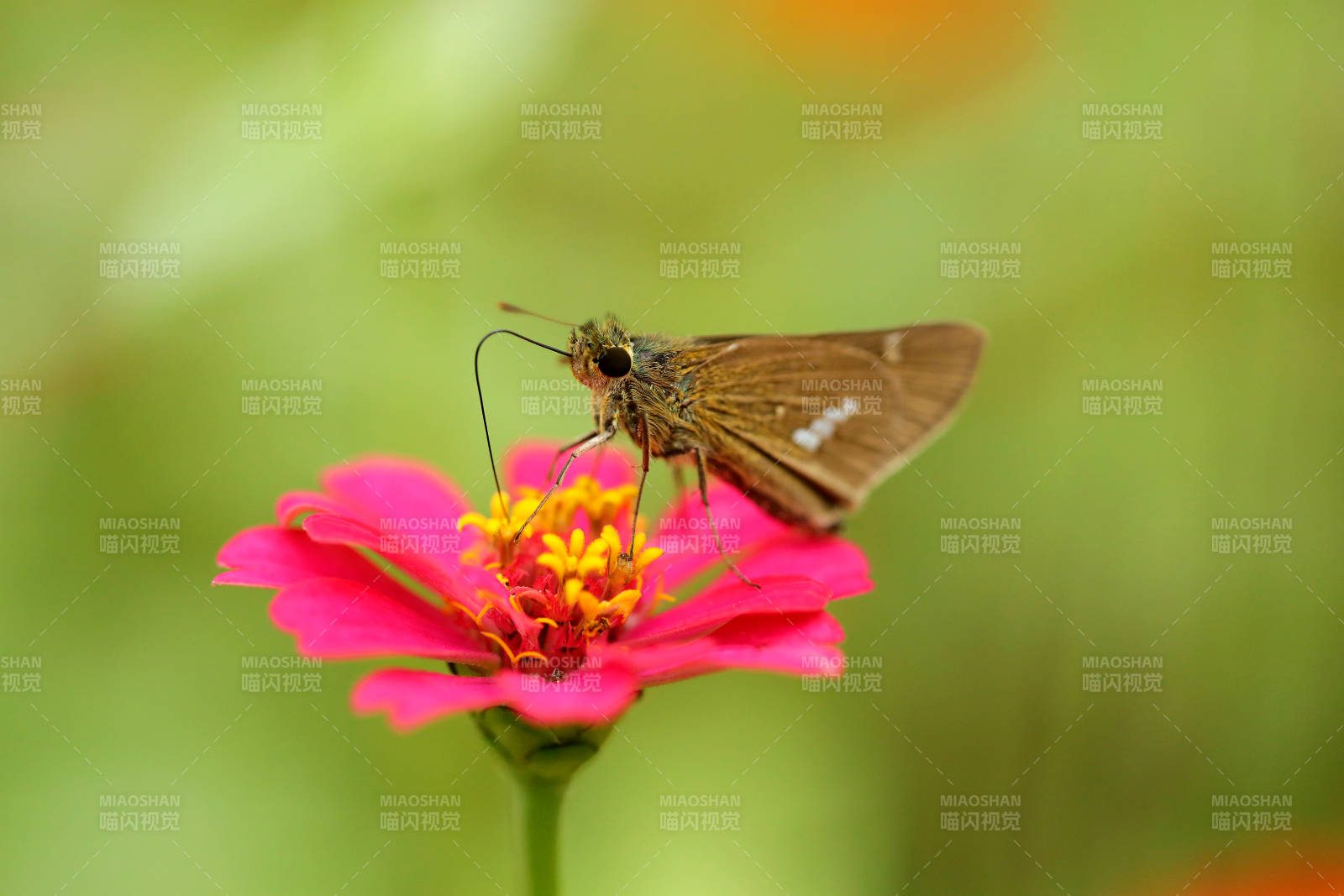 红色花朵上的稻弄蝶特写图片
