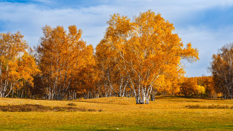 乌兰布统秋日金林美景图片