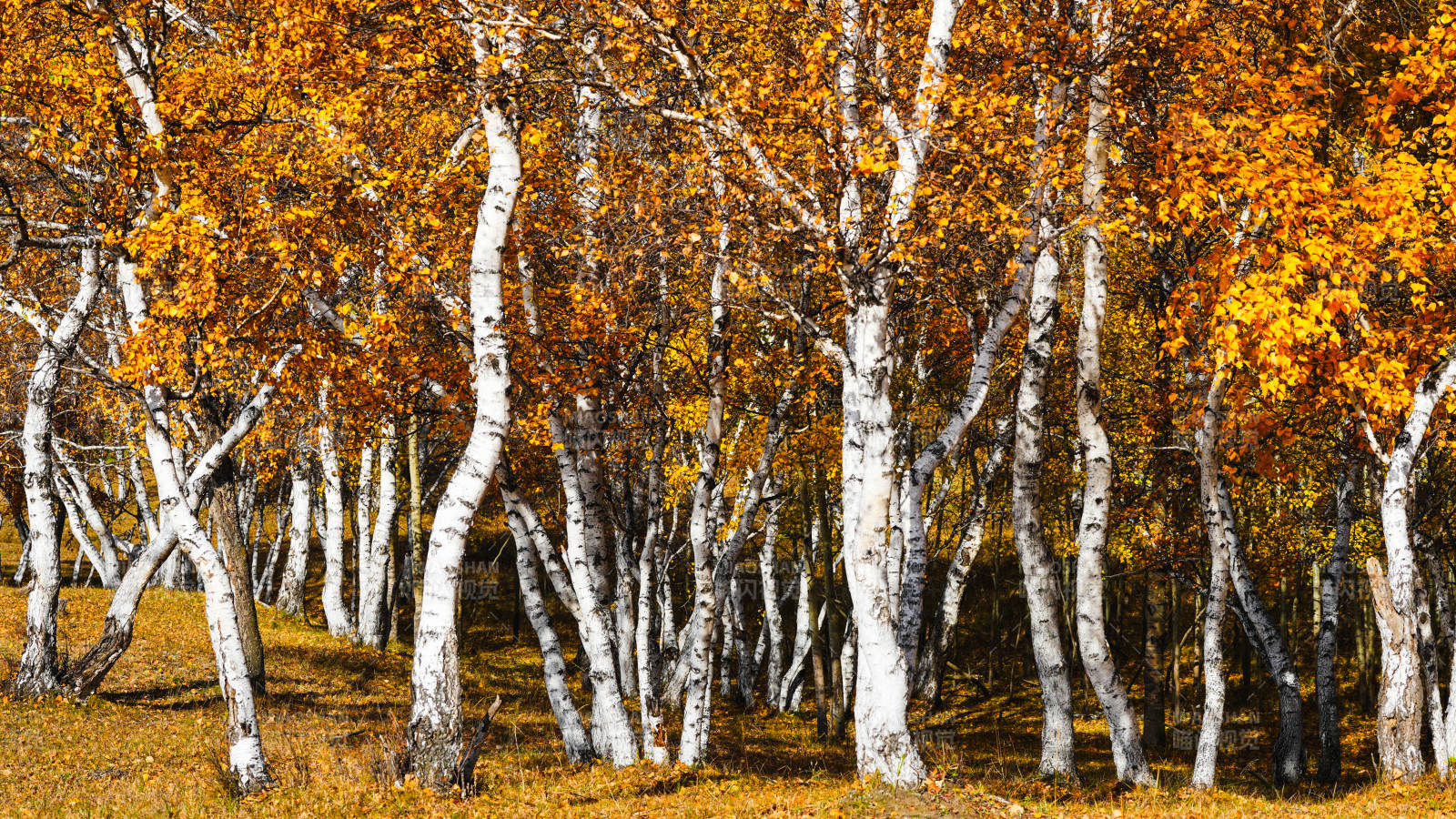 乌兰布统秋日白桦林图片