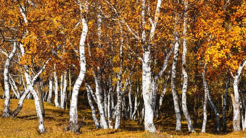 乌兰布统秋日白桦林图片