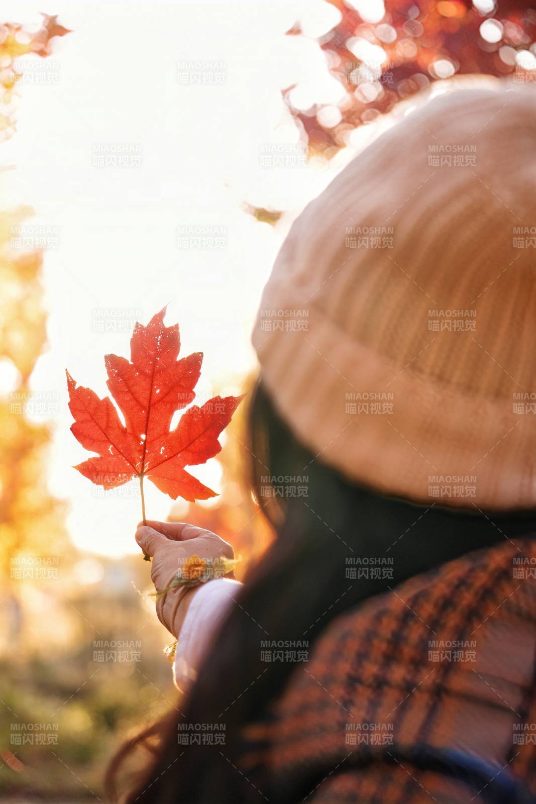 秋日红叶情图片