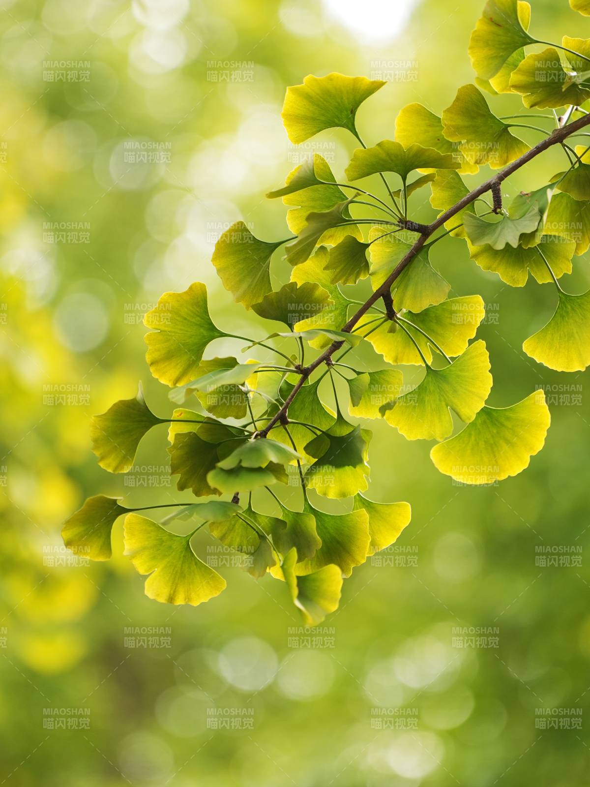 银杏叶的绿意图片