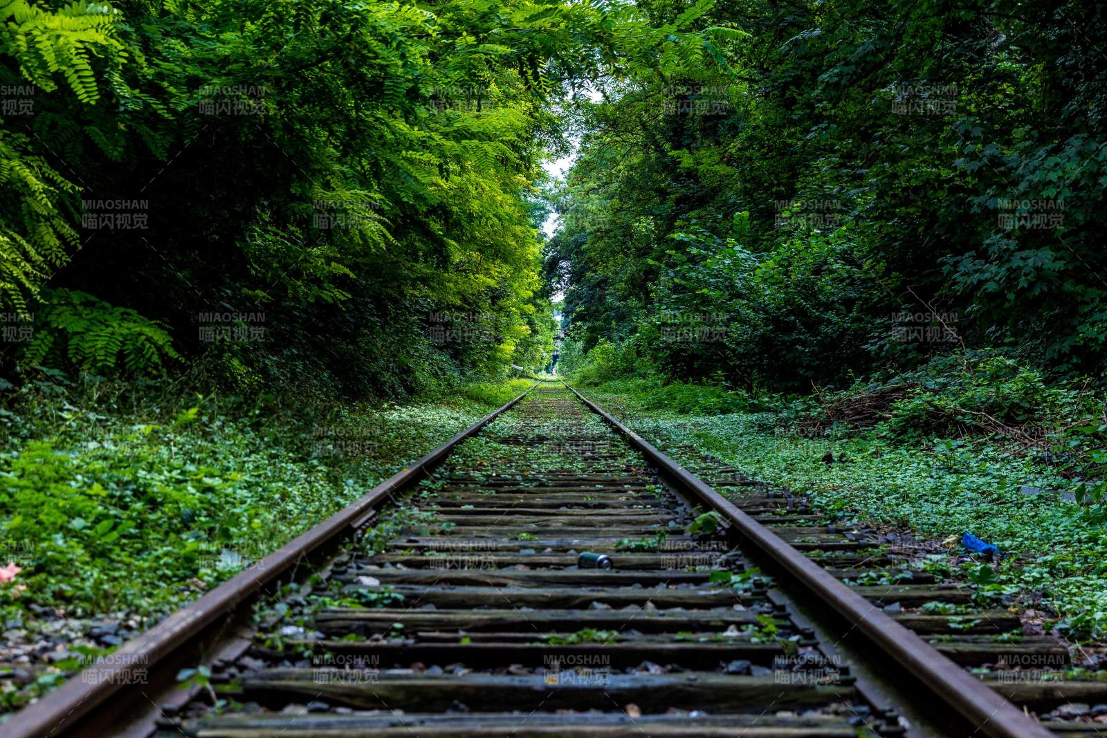 森林中的铁轨图片