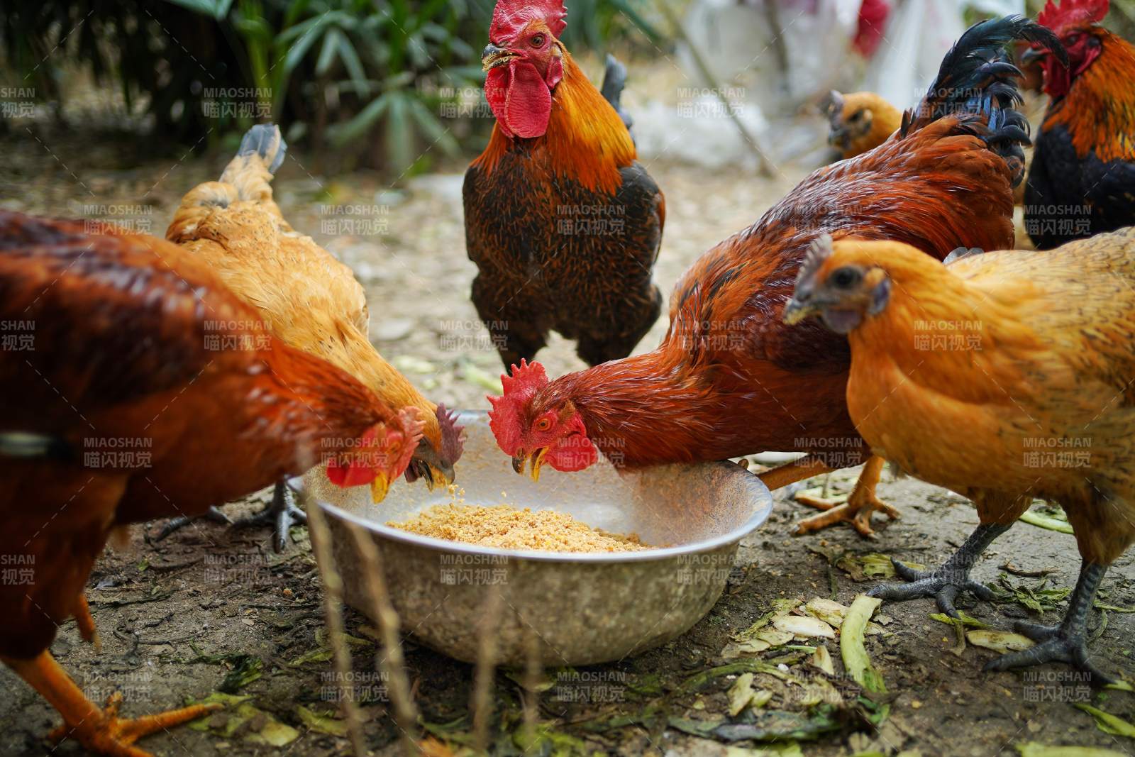 鸡群争食画面图片