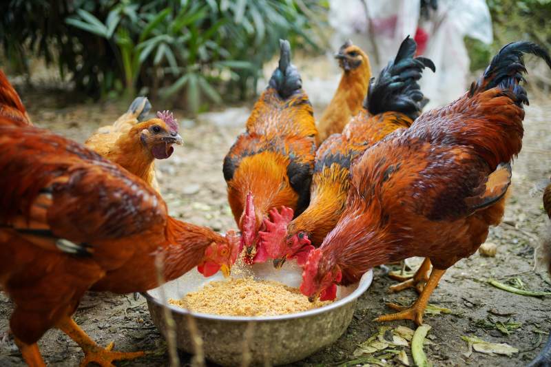 鸡群争食图片