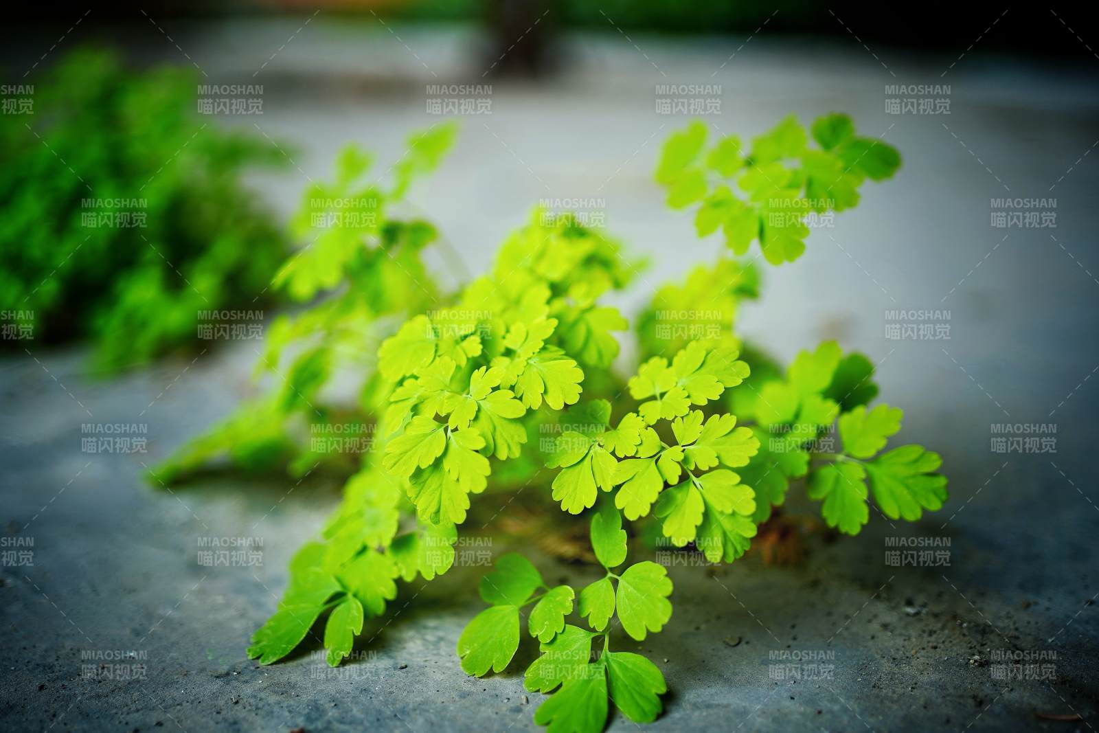 绿叶生机盎然图片