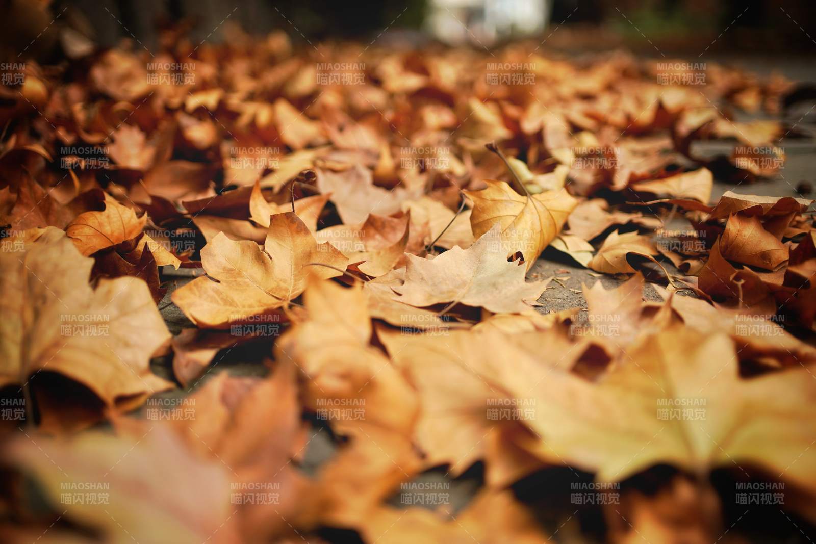秋叶铺地图片