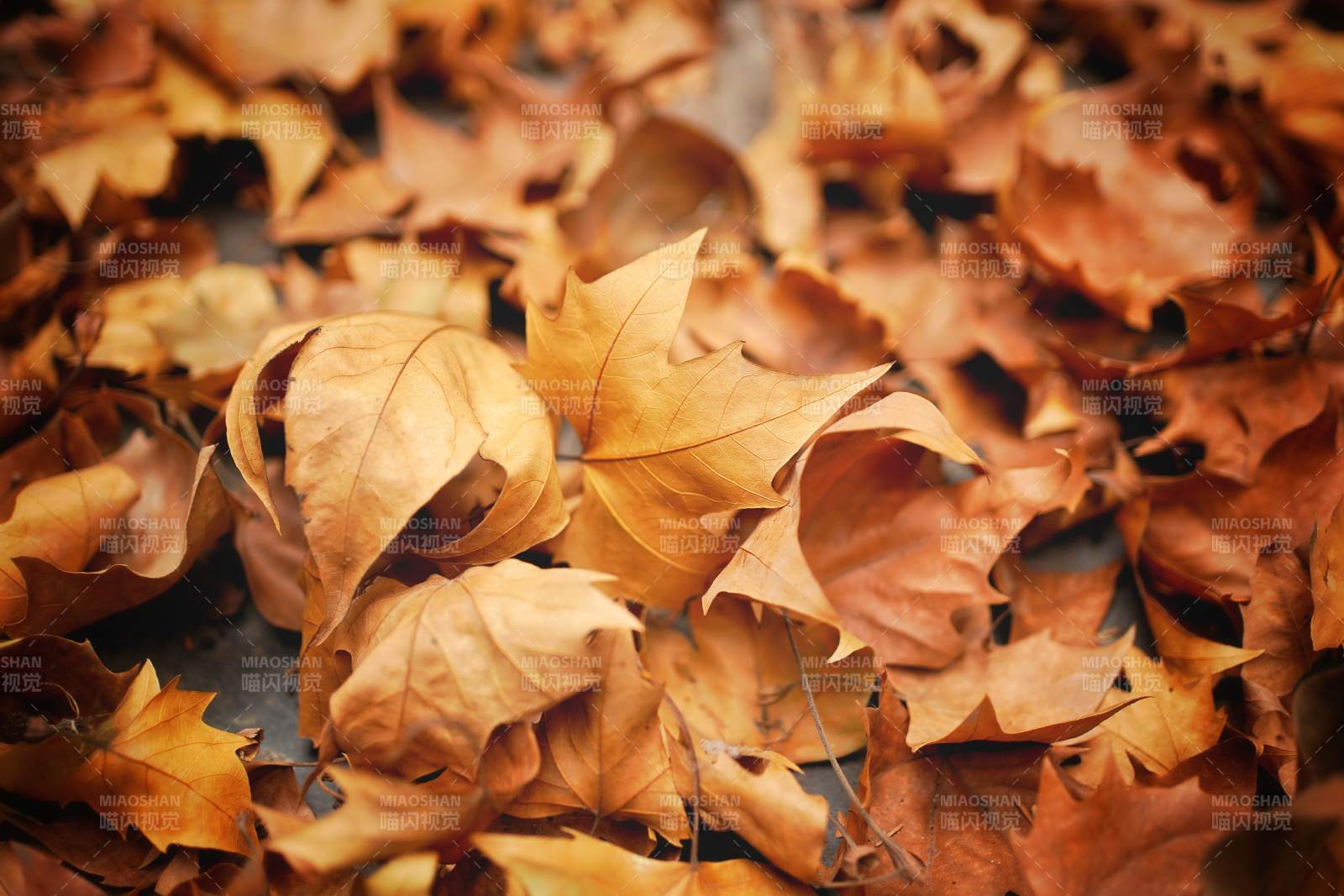 秋叶铺地图片