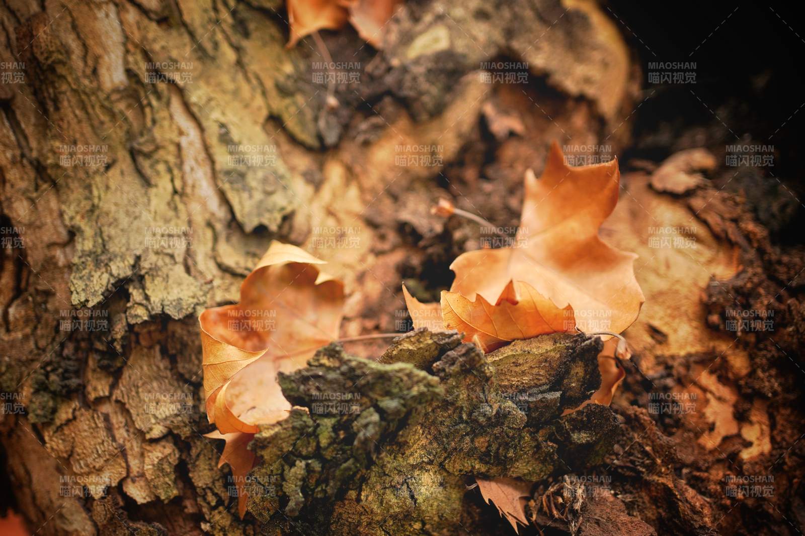 秋叶栖树 静美如诗图片