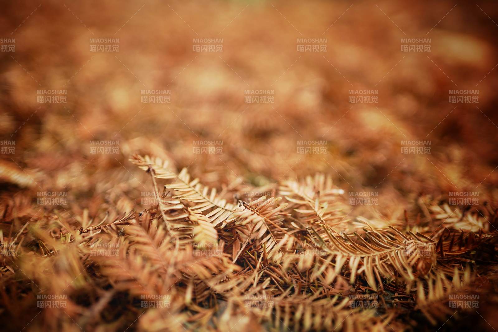 秋叶铺地 静谧自然图片