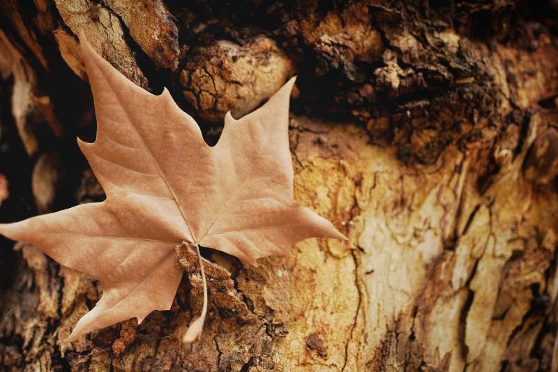 秋叶静卧树皮上图片