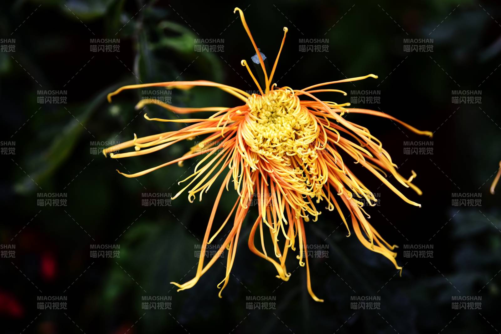 金丝菊绽放图片