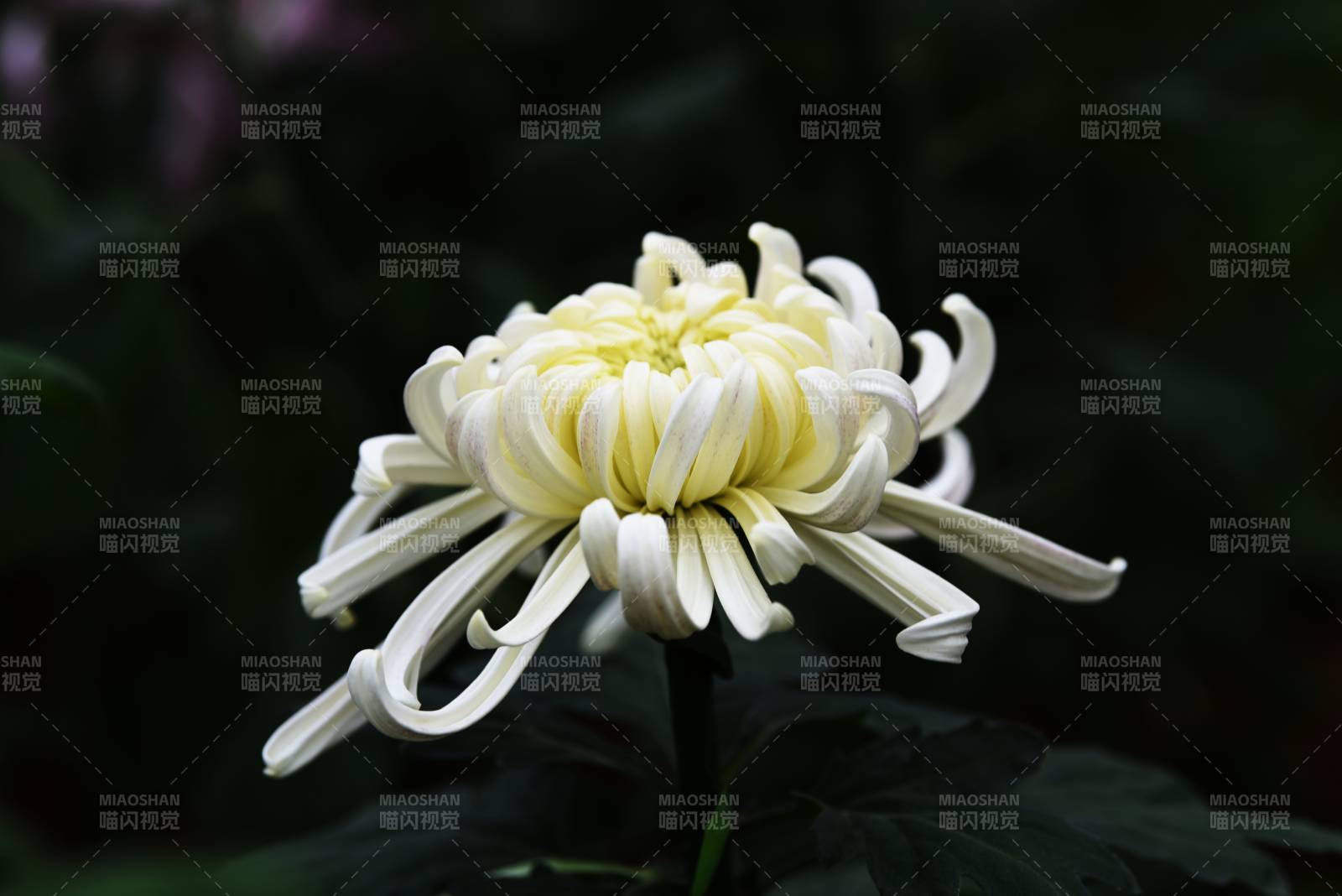 洁白菊花绽放图片