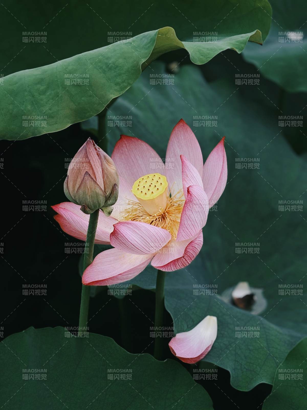 荷花绽放 粉嫩娇艳图片