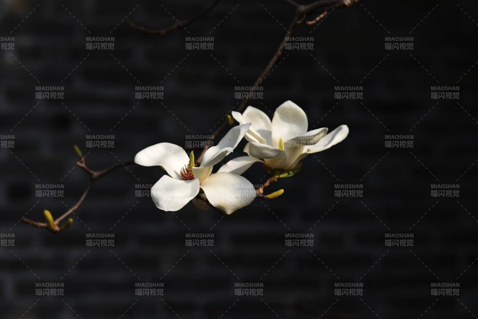 玉兰花开 静谧之美图片